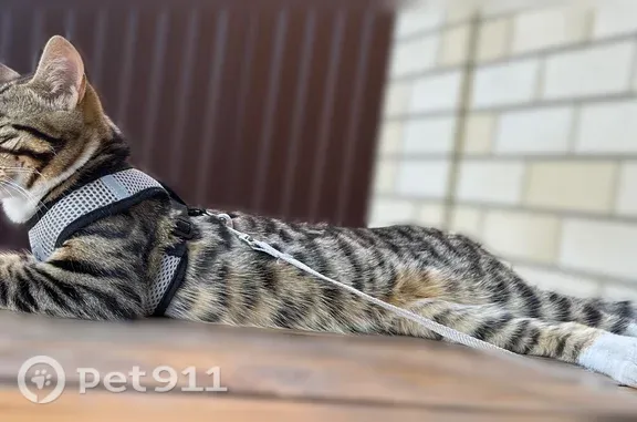 Пропала кошка, Ейск, Ростовская, д. 70 — мальчик, метис бенгальского с майкуном - photo
