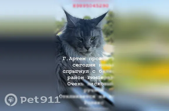 Пропала кошка, Артем, Фрунзе, д. 12/1, Артём — светло-серый, ласковый - photo