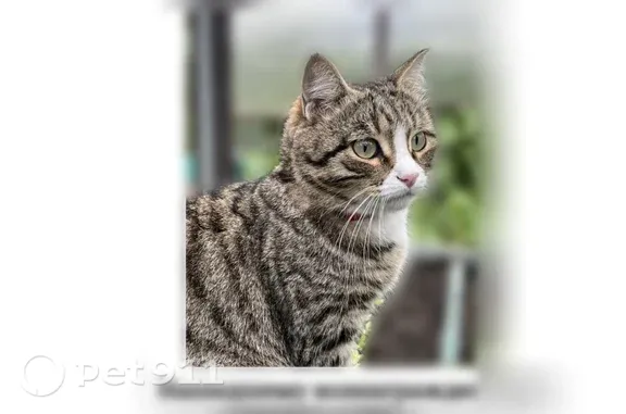 Пропала кошка, Поселок Голубой Залив, Лазурная, д. 1, Новосибирск — кастрирован, нет одного клыка - photo