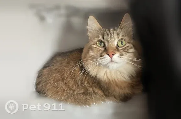 Пропала кошка, Село Коноваловка, Мирная, д. 83, Коноваловка — без хвоста, пушистая - photo