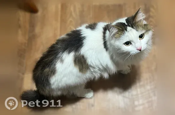 Найдена кошка, Краснообск, фото: Найдена кошка, Рабочий поселок Краснообск, д. 5, Краснообск — очень ласковая, в туалет ходит на место