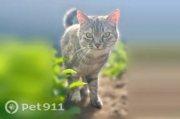 Пропала кошка, Деревня Шмидтово, Азовская, д. 23/1, Шмидтово — светло-серая, с полосочками, розовый носик - photo