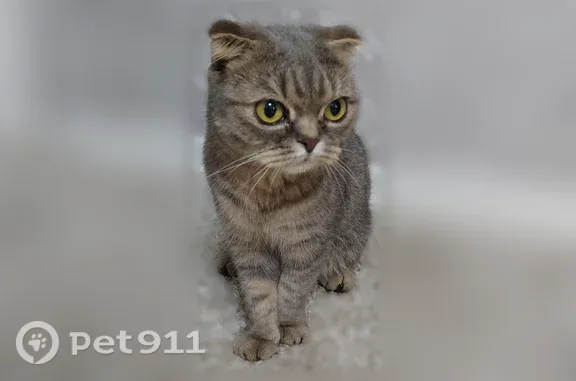 Найдена кошка, Бийск, фото: Найдена кошка, имени Героя Советского Союза Трофимова, Бийск — к лотку приучена, явно домашняя