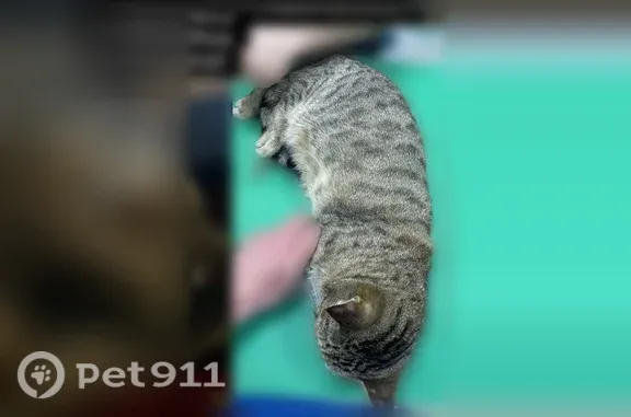 Пропала кошка, Центральная, д. 241, Новосибирск — пятнистая, отзывается на «Габи» - photo