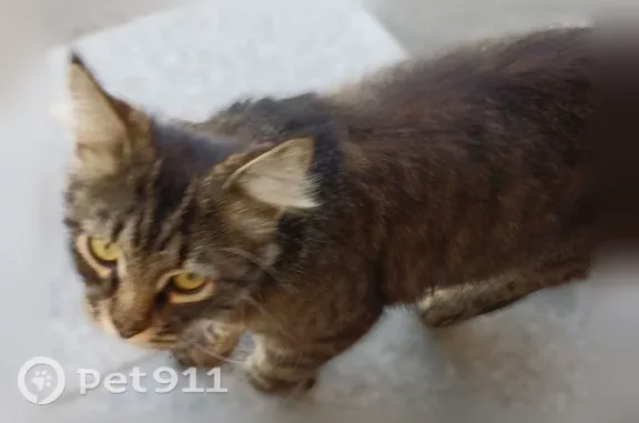 Найдена кошка, Тула, фото: Найдена кошка, Лейтейзена, Тула — помесь мейн-куна, скитается уже неделю