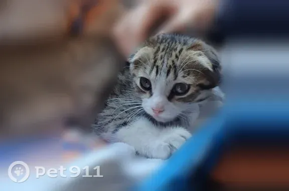 Пропала кошка, Островского, Ставрополь — котёнок, серый ошейник - photo