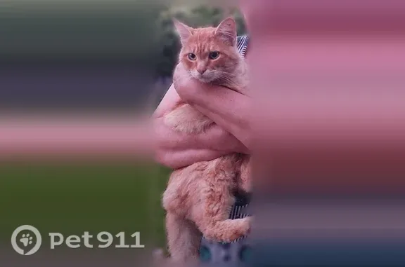 Найдена кошка, Велегож, фото: Найдена кошка, Село Велегож, Велегож — рыжий ручной котик, абсолютно ручной