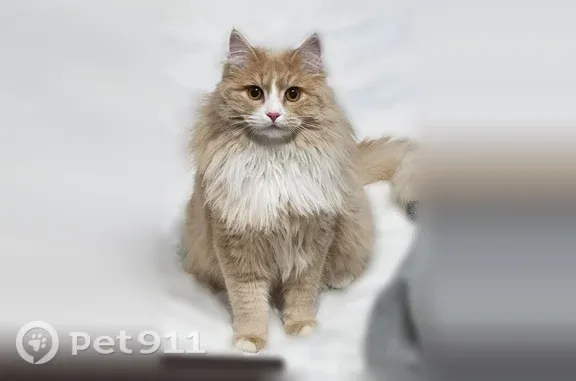 Пропала кошка, Село Чепош, Трактовая, д. 52, Чепошское — ласковый, любит купаться в ванне - photo