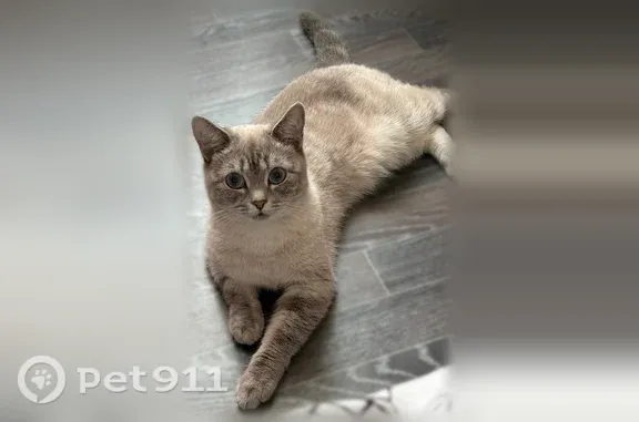Пропала кошка, Барнаул, Октябрят, д. 44 — не откликается на имя - photo