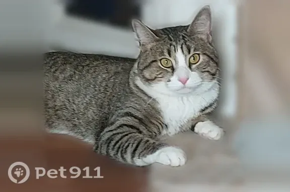 Пропала кошка, 7-ая Черноголовская, д. 17 1, Ногинск — коричнево-полосатая с белой грудкой - photo