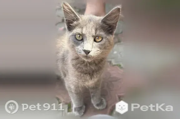 Найдена кошка, Щёлково, фото: Найдена кошка, Поселок городского типа Загорянский (г Щёлково), Щёлково — серый дымчатый, примерно 7 месяцев