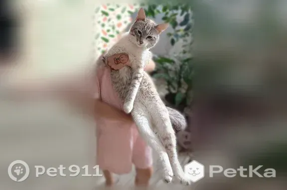 Пропала кошка, Самара, 1-я Кубанская, д. 59 - photo