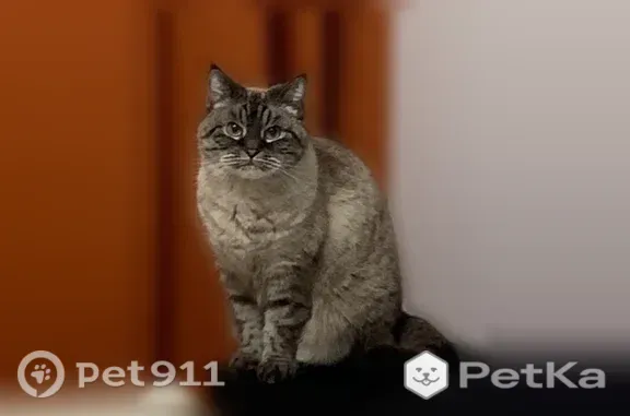 Кошки потеряшки, Воронеж, фото: Потеряшка кошка, Территория снт Вега-88, N 2, д. 67, Воронеж — голубые глаза, откликается на Люсю