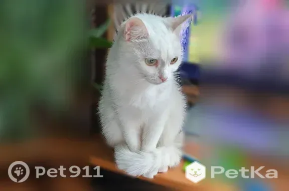 Пропала кошка, Кизел — белая, стерилизованная - photo