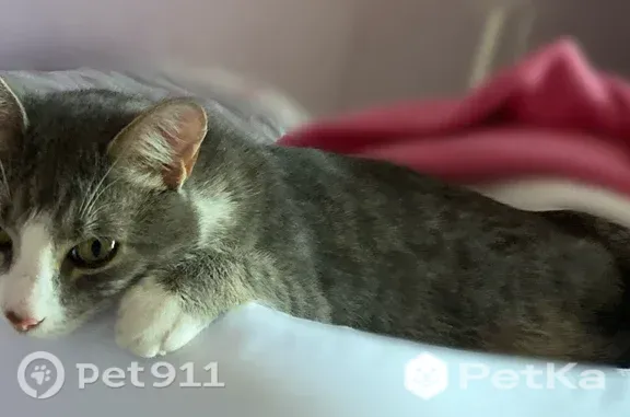 Кошки потеряшки, , фото: Потеряшка кошка, Село Заозерье, Цветочная, д. 6 — кот не большой, белый нос, окрас в серую полосу