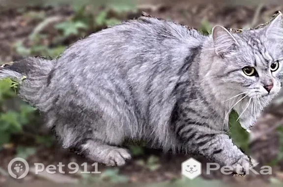 Найдена кошка, Новосибирск, фото: Найдена кошка, Новосибирск, Блюхера, д. 17/1 — молоденькая, худая, очень голодная