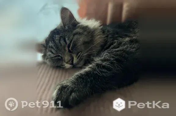 Пропала кошка, Кемерово, Красноярский, д. 4 — кот Вася, 1 год, Кировский район - photo