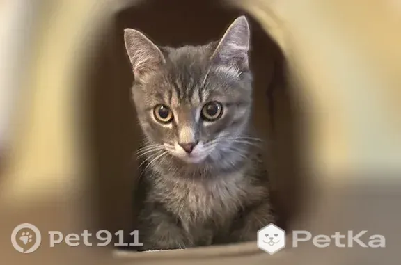 Найдена кошка, Кетово, фото: Найдена кошка, Село Кетово, Космонавтов, д. 42, Кетово — небольшой котик, жёлтые глаза