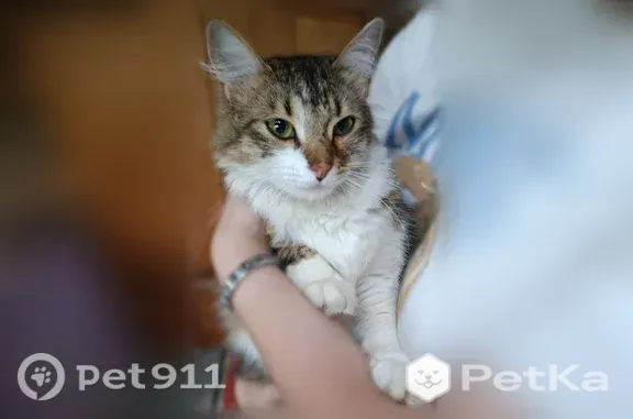 Найдена кошка, Ягул, фото: Найдена кошка, Территория снт Овощевод, Ягул — не уходит третий день, плачет
