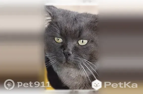 Кошки потеряшки, Эстачи, фото: Потеряшка кошка, Деревня Эстачи, Эстачи — кличка Пушок, левое ухо чуточку порвано