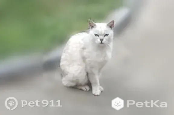 Найдена кошка, , фото: Найдена кошка, Село Кременки, Рыбацкая — ласковая, домашняя
