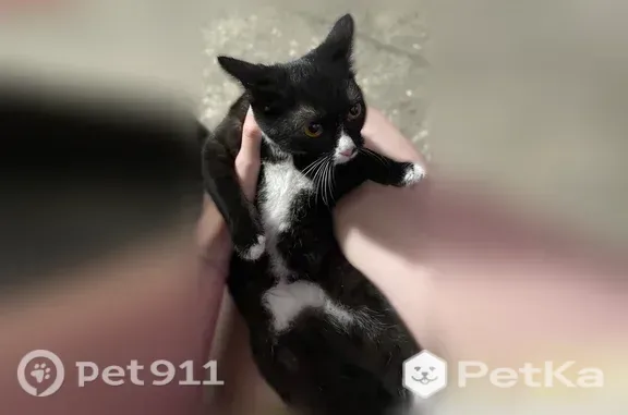 Найдена кошка, Кемерово, Сарыгина, д. 1 — игривая и ласковая - photo