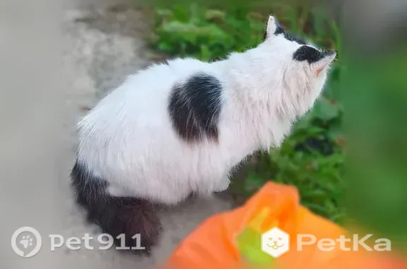 Найденные животные Петрозаводск, фото: Найдена кошка, Район Ключевая (г Петрозаводск), Кемская, д. 3, Петрозаводск — сидит у продуктового ларька рядом с пяточкой
