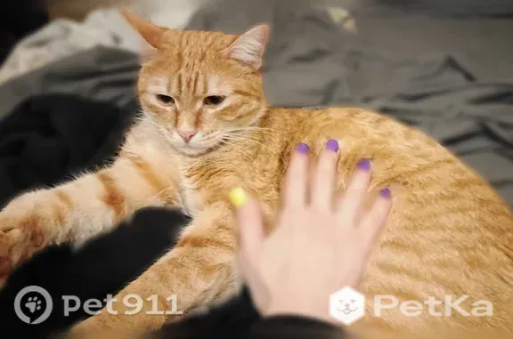 Пропала кошка, Узловая, 1-й, Узловая — крупный рыжий кот, ласковый - photo