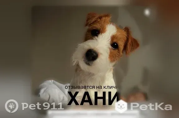 Пропала собака, Пролетарская, д. 311, Тамбов — есть клеймо, пушистая - photo