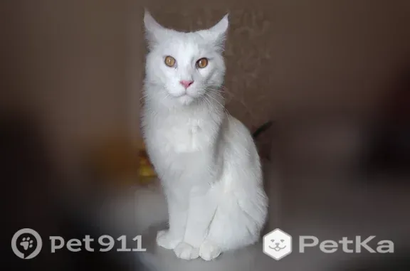 Пропала кошка, 30 лет Победы, Сургут — белая, повреждена лапа - photo