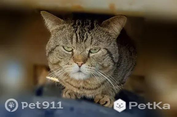 Кошки потеряшки, Тюмень, фото: Потеряшка кошка, Алексея Маресьева, Тюмень — салатовый ошейник