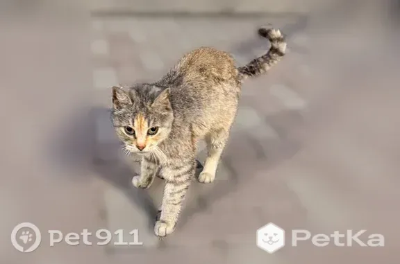 Найдена кошка, Ярославль, фото: Найдена кошка, Суздальское шоссе, 64, Ярославль — очень ласковая, прибежала к дому 64