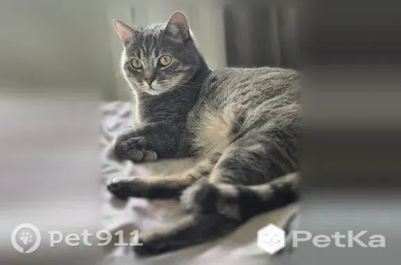 Пропала кошка, Быковского, д. 10А, Балашиха — серый, кастрированный кот - photo