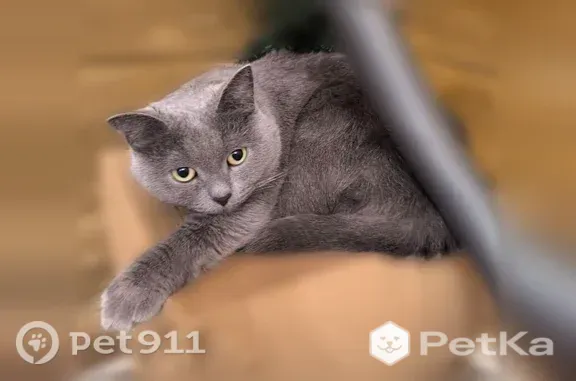 Пропала кошка, Район Чкаловский (г Екатеринбург), Эскадронная, д. 29, Екатеринбург — светло-серая, с жёлтыми глазами - photo