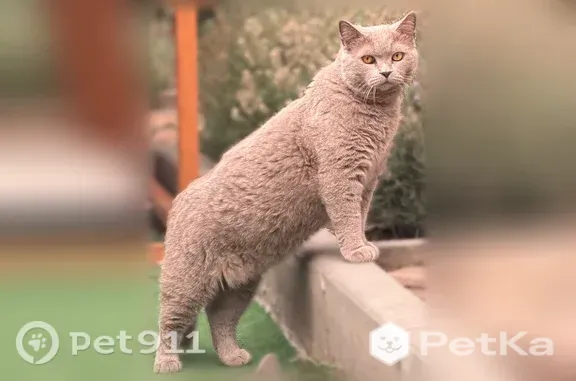 Пропала кошка, Коминтерна, д. 64, Ростов-на-Дону — кот Коп, 8 лет, британец - photo