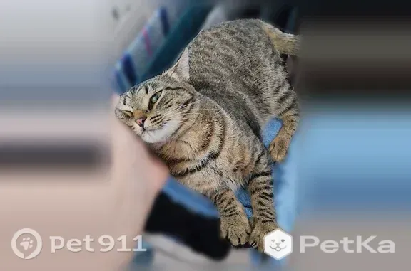 Пропала кошка, Иваново, Киселевых, д. 63 — котик небольшой, поджарый - photo