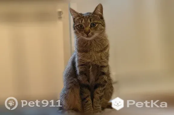 Кошки потеряшки, Петергоф, фото: Потеряшка кошка, Район Петродворцовый (г Петергоф), Шахматова, д. 4 1, Петергоф — чёрная в белую полоску, короткий хвост