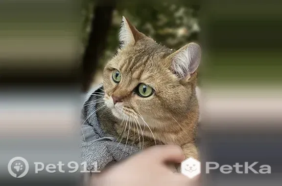 Пропала кошка, Самара, Часовая, д. 5 — на левом глазу родинка - photo