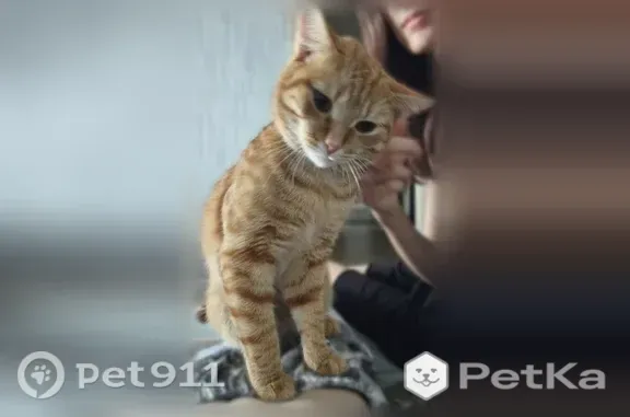 Пропала кошка, Барнаул, Малахова, д. 59 — кот спрыгнул с 4 этажа - photo