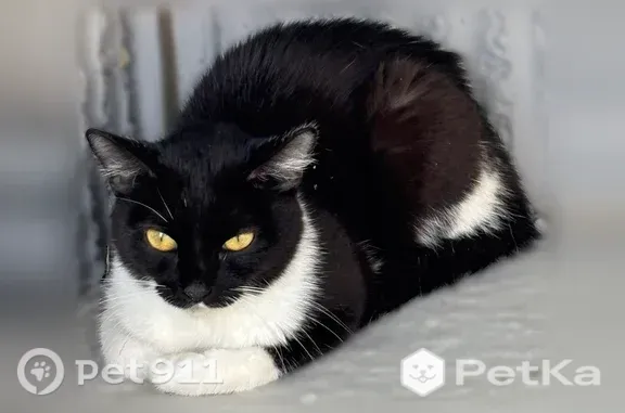 Найдена кошка, Тюмень, фото: Найдена кошка, Тюмень, Александра Митинского, д. 4 — черно-белая, под балконом, на руки не идет