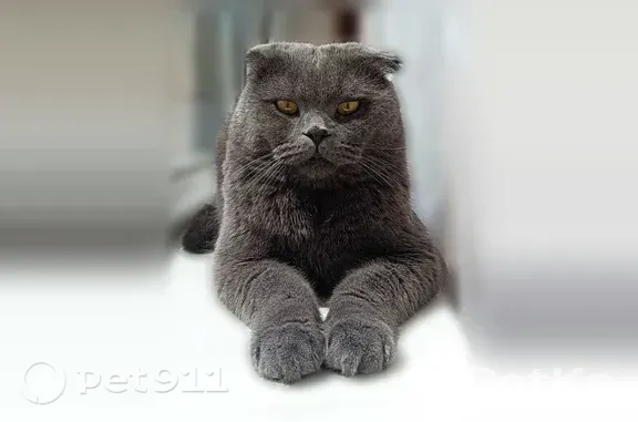 Пропала кошка, Пионерская, д. 90, Биробиджан — вислоухая, серого цвета - photo
