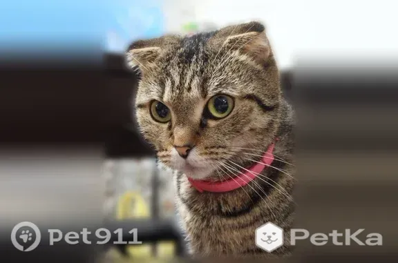 Кошки потеряшки, Асино, фото: Потеряшка кошка, Асино, Береговая, д. 15 — шотландская вислоухая, в красном ошейнике