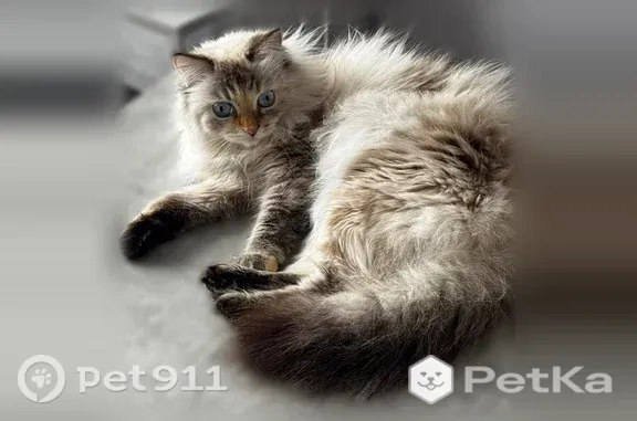 Пропала кошка, Томск, Урожайный, д. 27б, Томск — домашняя, косят глазки - photo