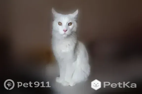 Найдена кошка, Сургут, фото: Найдена кошка, Сургут, 30 лет Победы, д. 1, Сургут