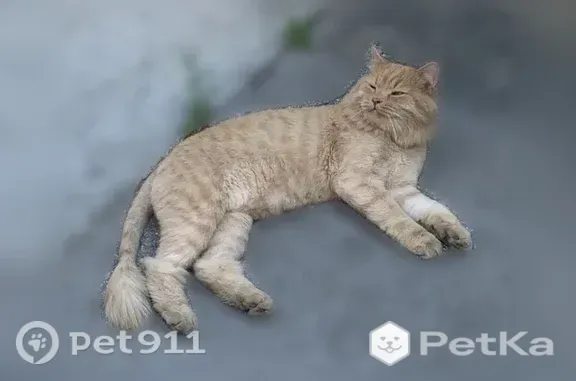 Найдена кошка, Новосибирск, фото: Найдена кошка, Район Заельцовский (г Новосибирск), Падунская, д. 2, Новосибирск — подстриженная