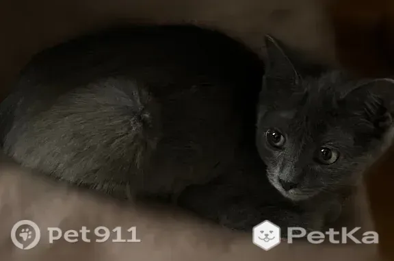 Найдена кошка, Пятигорск, фото: Найдена кошка, Овражная, Пятигорск — очень игривая, 3–4 месяца