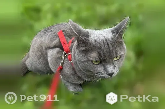 Пропала кошка, Район Заводской (г Орёл), Розы Люксембург, д. 45, Орёл — серо-дымчатая, пугливая - photo
