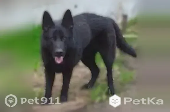 Пропала собака, Равенства, д. 76, Ростов-на-Дону — немецкая овчарка, чёрный окрас, дружелюбный - photo