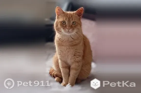 Пропала кошка, Кохма — взрослый кот 10-11 лет, больное левое ухо - photo