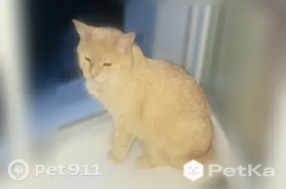 Найдена кошка, Белгород, Костюкова, д. 53а — рыжая, очень ласковая и умная - photo